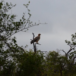 2015-05 South Africa/iMfolozi/DSC_0183.JPG
